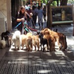 The Dog Walkers of Buenos Aires - Still Image